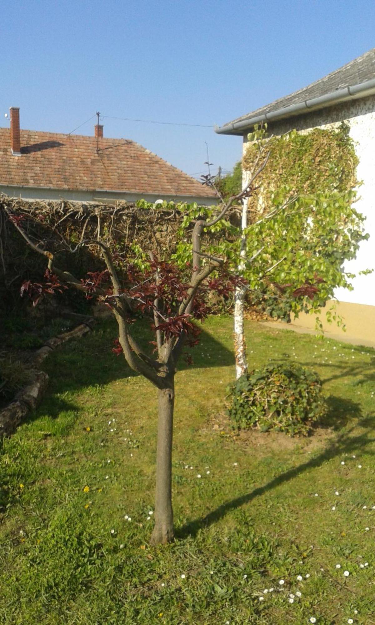 Zalaszanto Bochmann Cottage מראה חיצוני תמונה